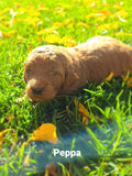 Peppa