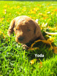 Yoda