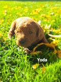 Yoda